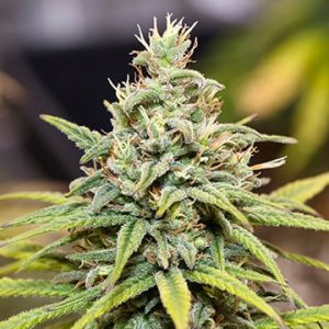 Hash Plant Auto