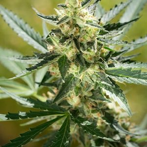 Jesus OG Auto