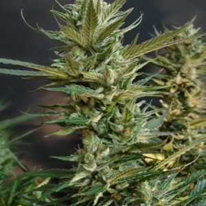 Kandy Kush Auto