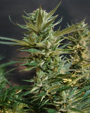 Kandy Kush Auto