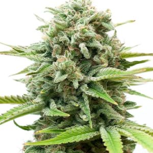 Mac 1 Auto