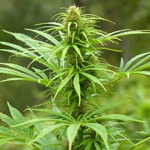 Maui Auto