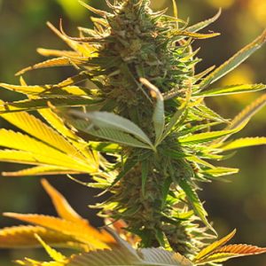 Platinum Bubba Kush Auto