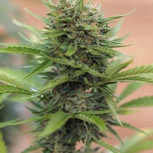 Qrazy Train Auto