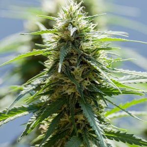 Raspberry Cough Auto
