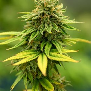 Red Congolese Auto