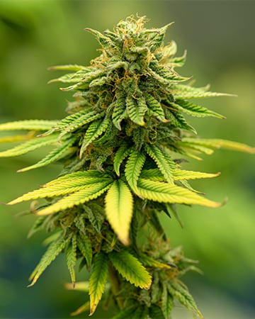 Red Congolese Auto
