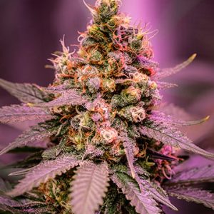 Strawberry Banana Auto