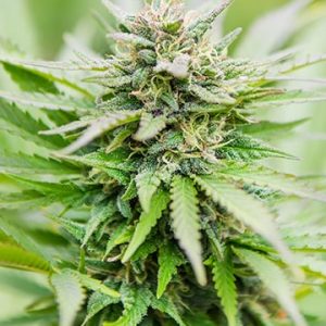 Strawberry Haze Auto