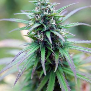 Tangerine Haze Auto