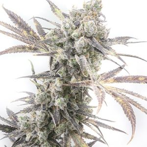 Triangle Kush Auto