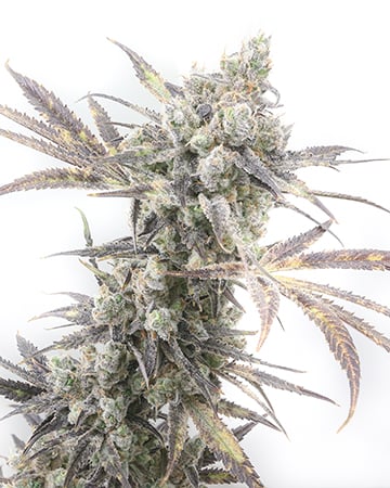 Triangle Kush Auto