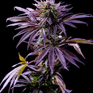 Tropicana Cookies Auto