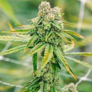 White Buffalo Auto