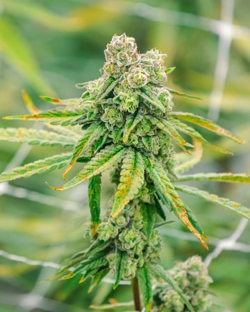 White Buffalo Auto