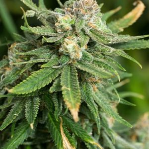 White Gold Auto