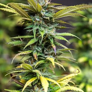 White Nightmare Auto