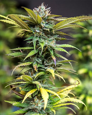 White Nightmare Auto