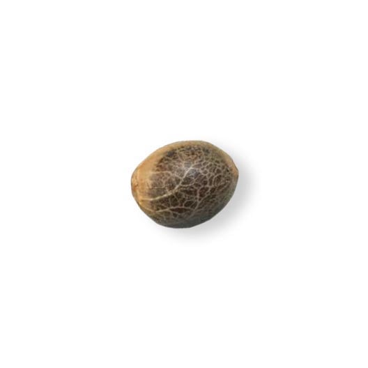 Tiramisu Seeds - Image 2