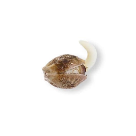 Tropical Punch Seeds - Image 2