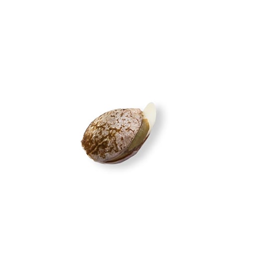 Kosher Tangie Auto - Image 2