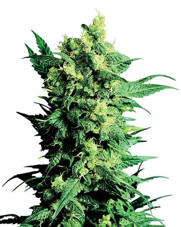 USA Premium Combo - Image 7