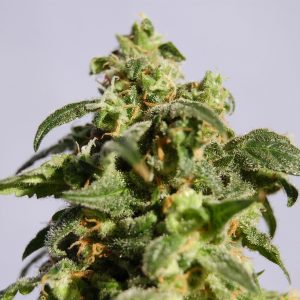 Snowcap Dream Seeds