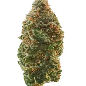 Trainwreck Hybrid Marijuana For Sale QLD