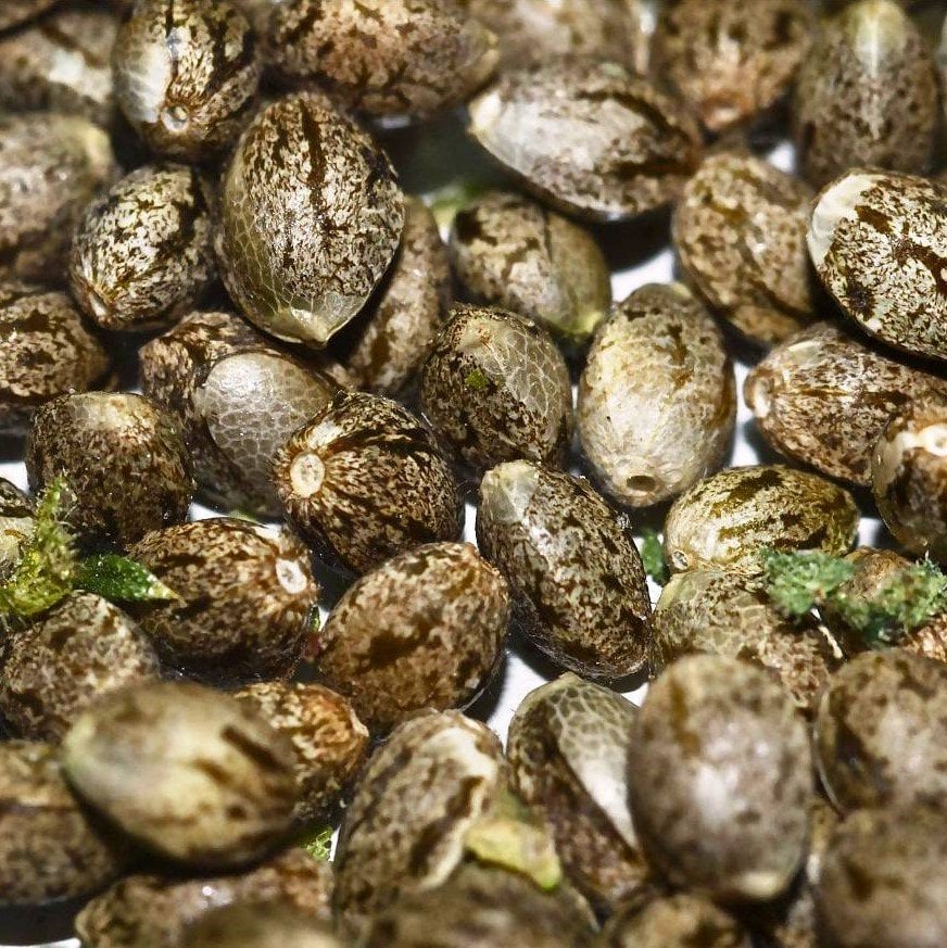 Vortex Seeds - Image 3
