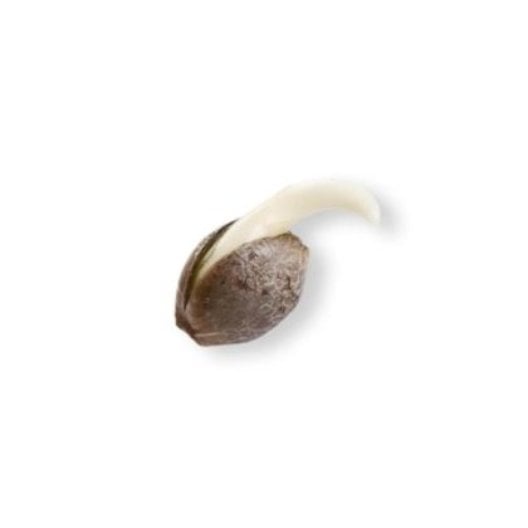 Tango Kush Seeds - Image 2