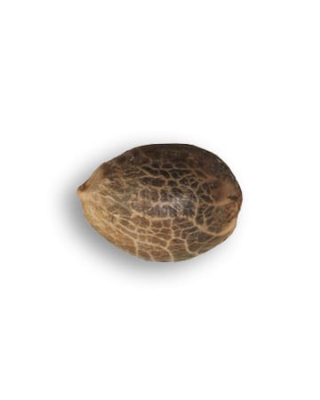 Mango - Image 2