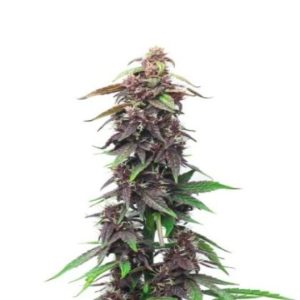 Blue Haze Seeds