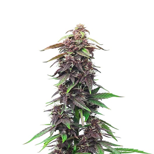 Sour Grape Auto