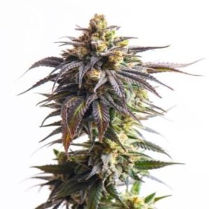 X-Files Seeds
