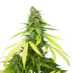 Jack Flash Auto