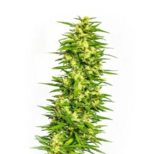 Maui Pineapple Chunk Auto