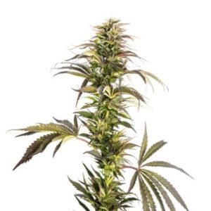 Pine Tar Kush Auto