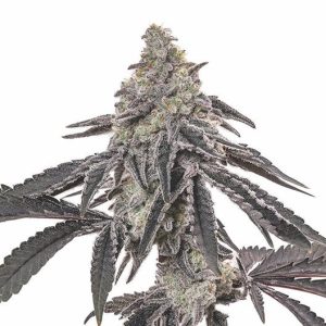 Blue Cinex Auto