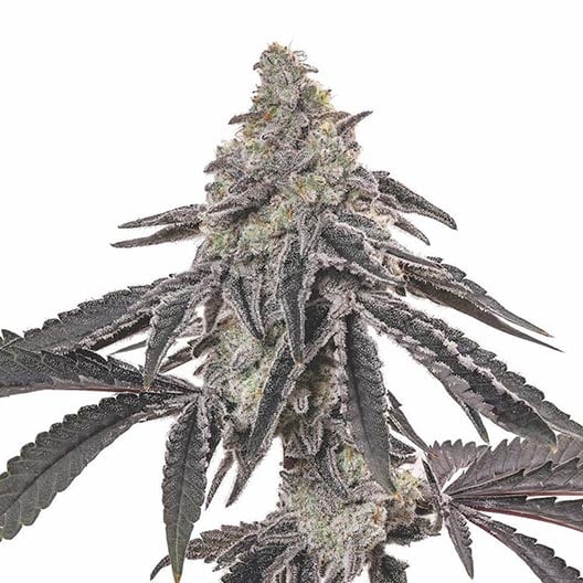 Blue Cinex Auto