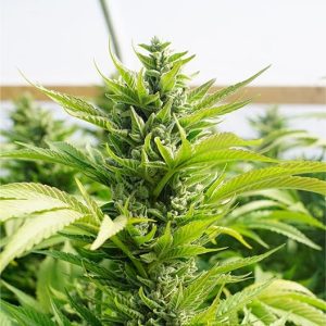 Neptune OG Auto