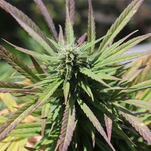 Purple Lemonade Auto