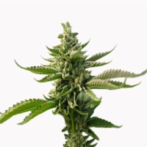 Motorbreath Auto