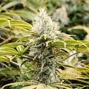 Black Diesel Seeds