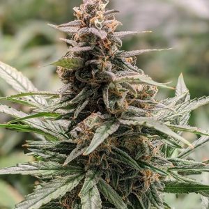 Blueberry Muffin