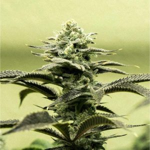 Cap Junky Seeds