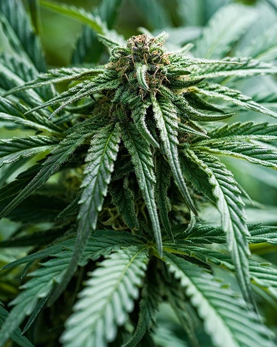 Chemdawg
