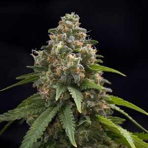 Chemdog 91 Feminized Seeds
