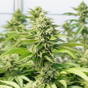 Dr Grinspoon Seeds