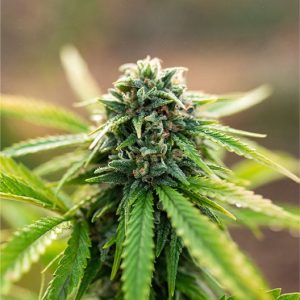 Lemon Cherry Gelato Seeds