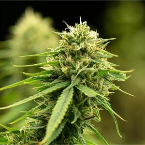 Lemon Cherry Pie Seeds